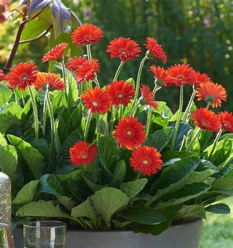 Gerbera Garden Jewels™ Garswlove Gerbera Daisy | Garden Center Marketing