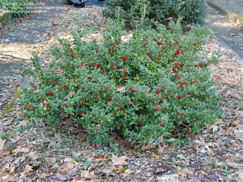 PlantFiles Pictures: Holly 'Rock Garden' (Ilex) by growin