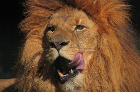 Hungry lion stock image. Image of hungry, arrogant, mane - 21318113