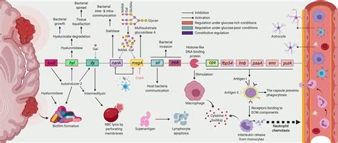 Frontiers | From Normal Flora to Brain Abscesses: A Review of ...