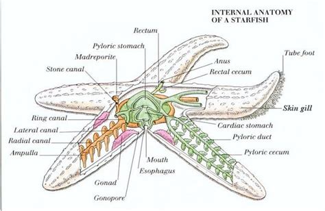 Anatomy of Animals