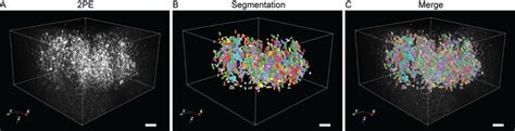 Deep two-photon excitation microscopy imaging of whole-mount ...