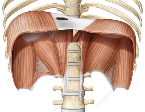 Diaphragm, illustration - Stock Image - C039/1829 - Science Photo Library