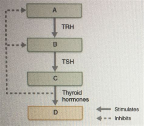 Solved Where is thyrotropin-releasing hormone | Chegg.com