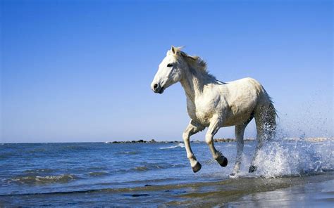 🔥 [100+] Running Horses Wallpapers | WallpaperSafari