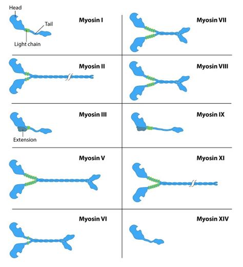 What is Myosin? - Mechanobiology Institute, National University of ...