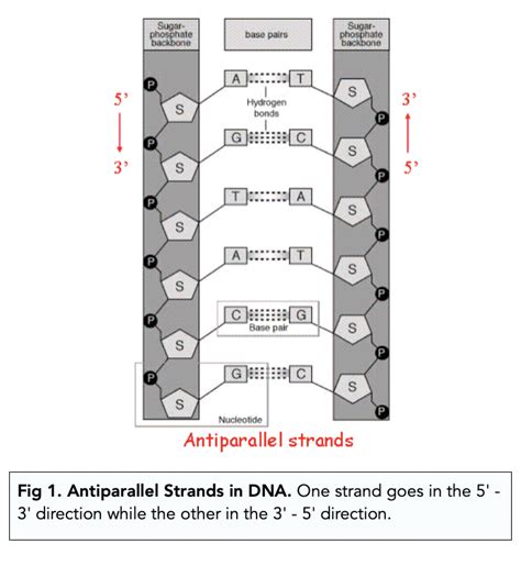 DNA Structure and The Double Helix (A-level Biology) - Study Mind