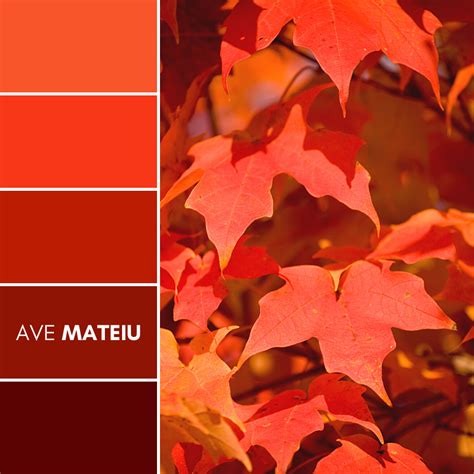 Close-up of bright red autumn maple leaves on tree Color Palette #395 ...