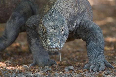 Research Finds That Komodo Dragons Kill With Venom