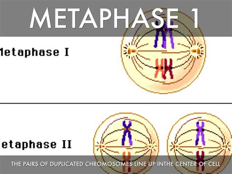 Meiosis by hallhd1