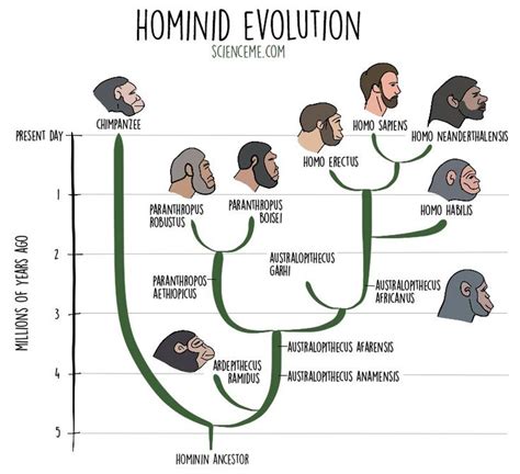 Hominid Timeline (Human Evolution) | Menschliche evolution, Evolution ...