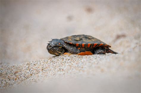 Pet Turtles That Stay Small and Look Cute Forever - Pet Ponder