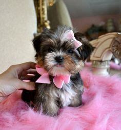 shorkie grooming styles - Google Search | Shorkie puppies, Morkie ...