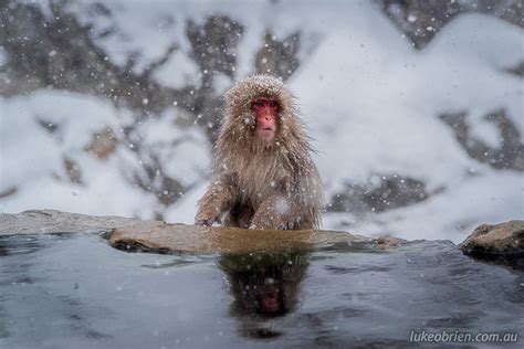 Japanese Snow Monkey Park in Nagano - Luke O'Brien Photography