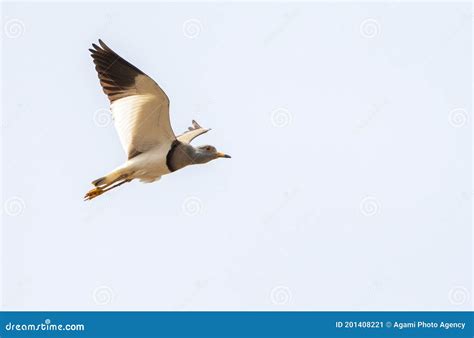 Grey-headed Lapwing, Vanellus Cinereus Stock Image - Image of isolated ...