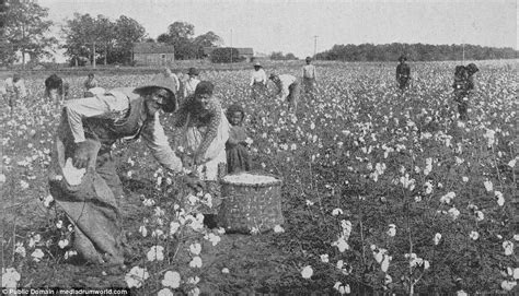 Cotton Plantations Slavery