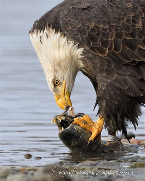 Bald Eagle Eating Fish - Shetzers Photography