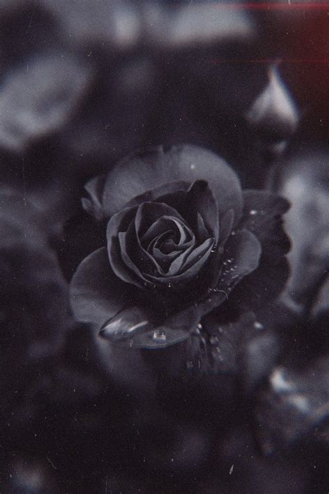 88+ Black Wallpaper Aesthetic Flower Picture - MyWeb