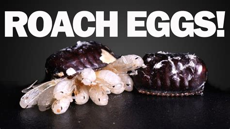 Timelapses of Cockroach Egg Cases Hatching! - YouTube