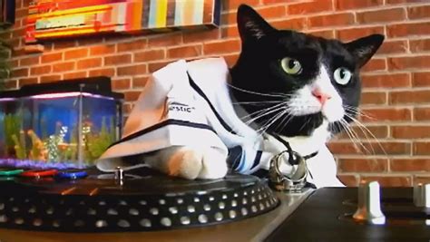 DJ Kitty is ready for new Rays season -- Are you?