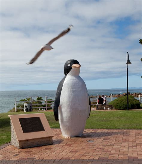 Penguin - North West Tasmania