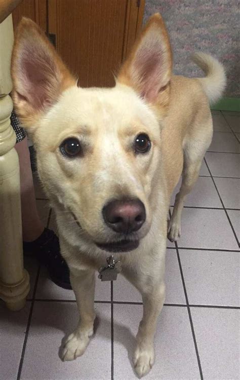 Cody the Husky, Golden Carolina Labrador Mix