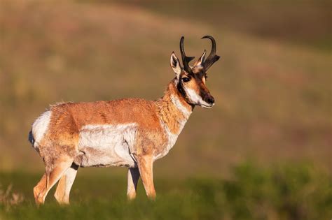 Pronghorn Antelope Standing Proud Fine Art Photo Print | Photos by ...