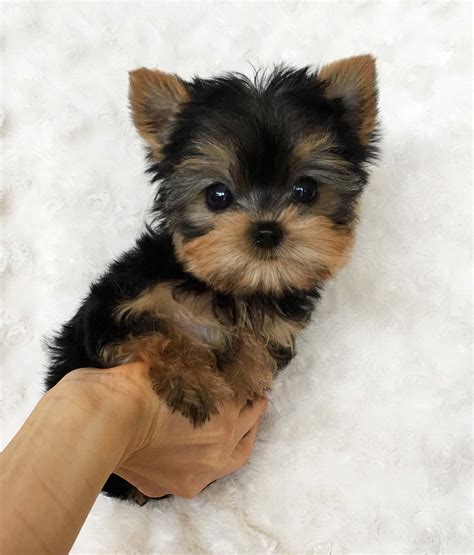 Micro Teacup Yorkie puppy - iheartteacups.com - iHeartTeacups