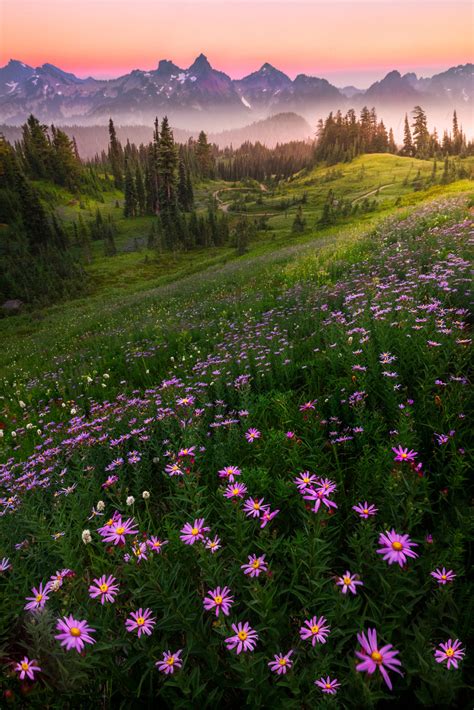 Top Ten Tips For Successful Wildflower Photography - Photo Cascadia