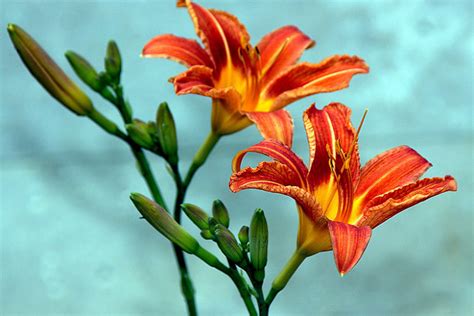 Native Plant Alternatives to Hemerocallis fulva (Tawny Daylily)