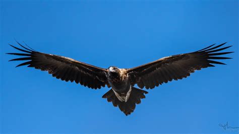 Wedge-tailed Eagle in flight. : r/birding