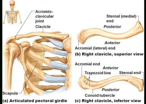 Pin on Clavicle