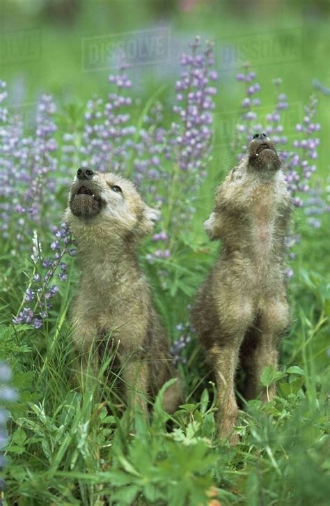 Wolf Puppies Howling In Meadow - Stock Photo - Dissolve