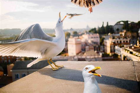 Do Seagulls Attack Humans? Are They Aggressive? (Explained) – NewPetsOwner