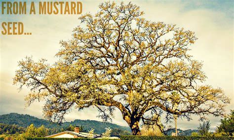 Mustard seed, Seeds, Mustard plant