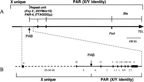 A Short Pseudoautosomal Region in Laboratory Mice