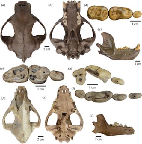 Fossils of Giant Prehistoric Beasts Discovered in Underwater Ice Age ...