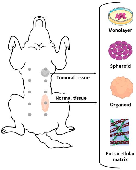 Veterinary Sciences | Free Full-Text | Mammary Glands of Women, Female ...