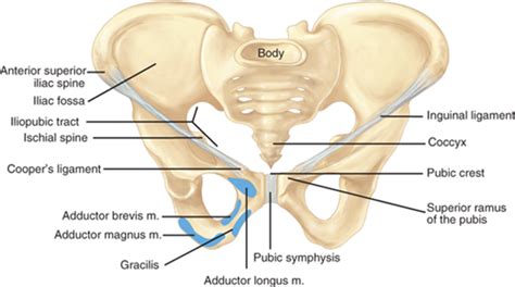 Inguinal Hernias | Basicmedical Key