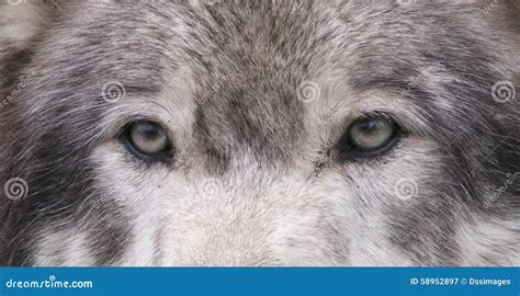 Wolf Eyes stock image. Image of animal, carnivore, wolf - 58952897