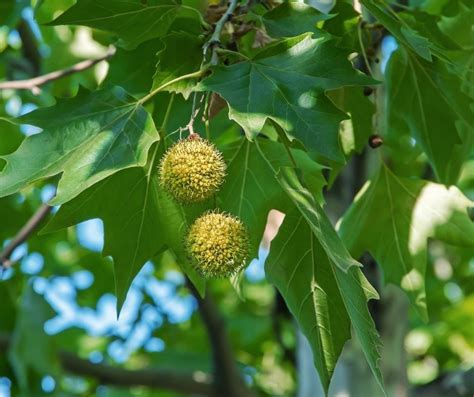 Sycamore Trees: Ultimate Guide (6 Types, Seeds, Leaves,, 48% OFF