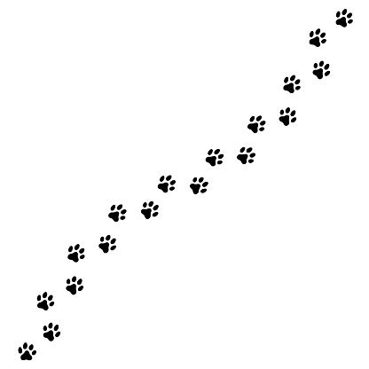 Paw Print Trail On White Background Vector Cat Or Dog Wild Animal ...