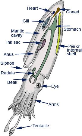 Cuttlefish Diagram