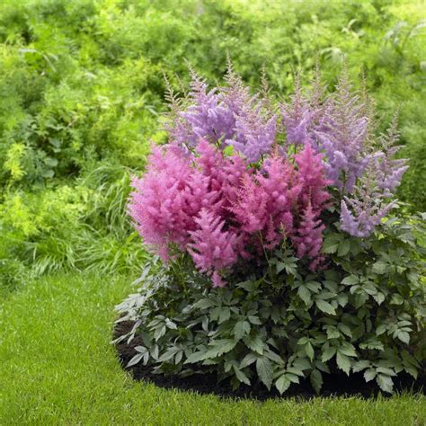 Shade Perennials | HGTV