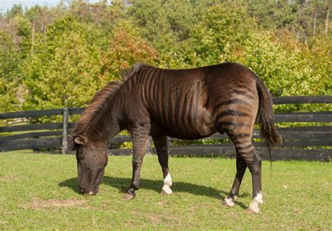 Zebra vs Horse: What Are the Differences? - IMP WORLD