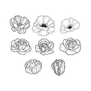 Hand Drawn Flowers PNG Transparent Images Free Download | Vector Files ...