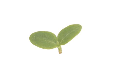 Borage Microgreen Seeds (Organic) – IGWorks