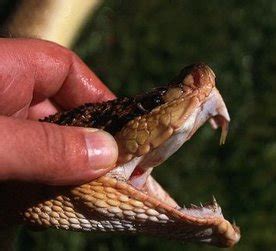 Bushmaster, meet the largest pit viper in the world - Snake Facts