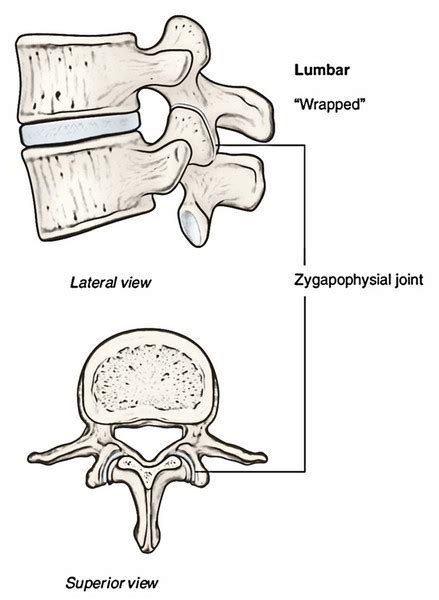 Easy Notes On 【Intervertebral Joints】Learn in Just 3 Minutes!