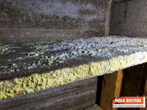 Yellow Mold On Floor Joists | Floor Roma